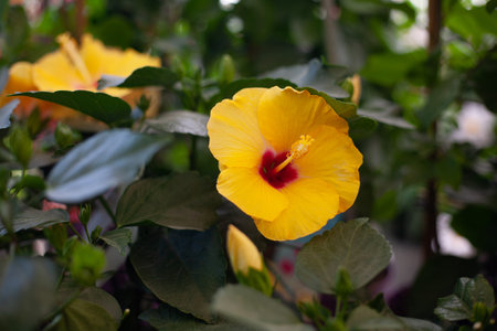Beautiful bright spring flowers against the backdrop of the sun and natureの写真素材