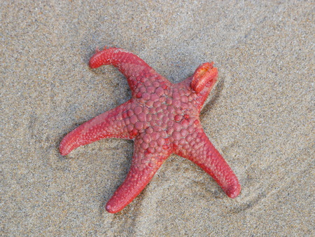 Close-up of a living red sea star on a beach in Southern Australia, Australiaの写真素材