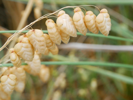 Beach grass seeds that look like grainsの写真素材