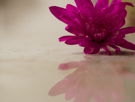 A single bright magenta chrysanthemum flower and its reflection on a smooth surfaceの写真素材