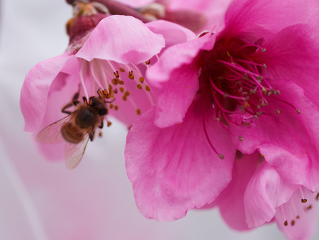 Close up view of a bee pollinating pink and magenta peach tree flowers in springの写真素材