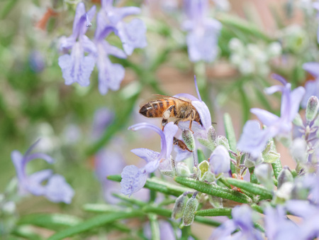 Close up view of a bee pollinating purple rosemary flowers in springの写真素材