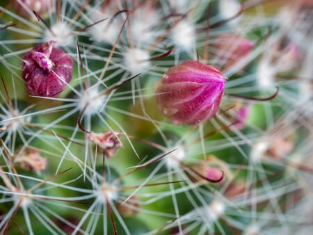 Old lady cactus (Mammillaria hahniana) magenta flower bud surrounded by softly focused spinesの写真素材