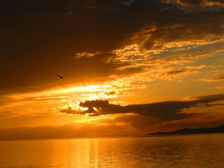 A gull passes by at sunset at Antelope Island, Utah.の写真素材