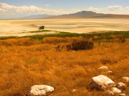 Driftwood on the shores of Antelope Island, Utah.の写真素材