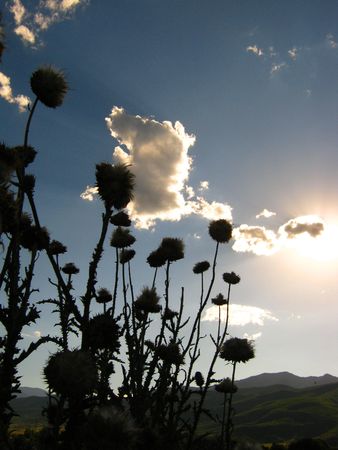 A Group of Thistles in  Heber Valley, Utah.の写真素材
