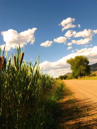 Cattails line an old country road in Heber Valley, Utah.の写真素材