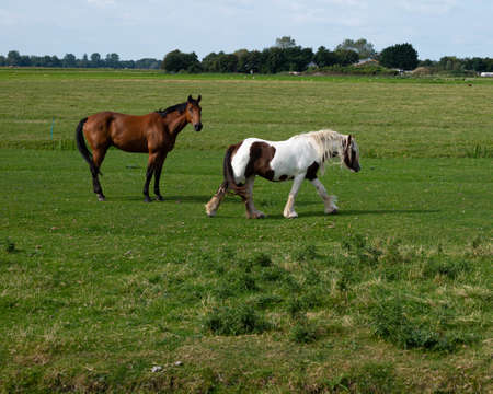 Two horses on agriculture farmland landscape in Petten (The Netherlands)の写真素材