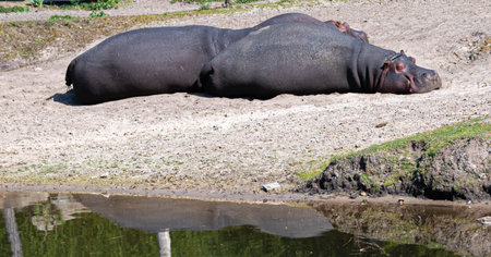 hippos lying down and are enjoying the sun in their reserve in a zoo called safari park Beekse Bergen in Hilvarenbeek, Noord-Brabant, The Netherlandsの写真素材