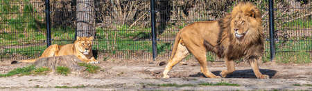 lioness is resting on the ground while a lion walks by in a zoo called safari park Beekse Bergen in Hilvarenbeek, Noord-Brabant, The Netherlandsの写真素材