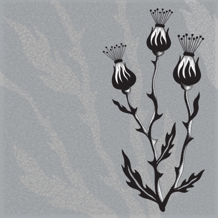  Thistle Flowerのイラスト素材