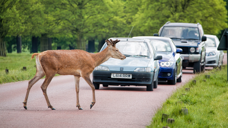London, UK - May 16, 2016: Deer crossing road as traffic waits.のeditorial素材