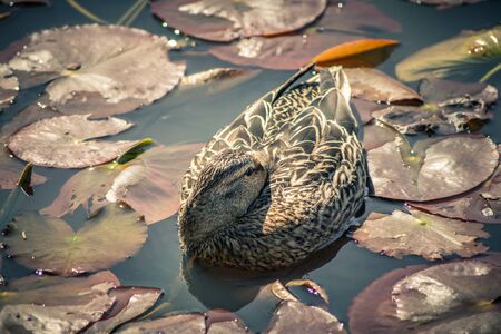 Female duck sleeps on a fish pondの写真素材