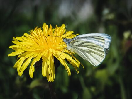 A Black-Veined White on a Dandelion Flowerの写真素材