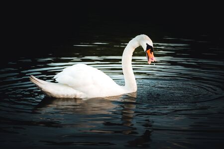 A white swan on the fish pondの写真素材
