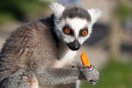 Lemurs in a Zoo near Ebeltoft - Denmarkの写真素材