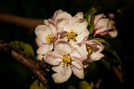 Beautiful Apple Blossoms in the Springの写真素材