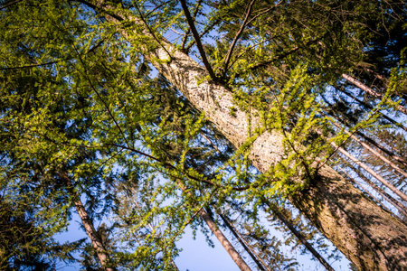 Tree Tops in the Sunshine