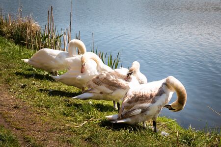 A Swan Family at the Fish Pondの写真素材