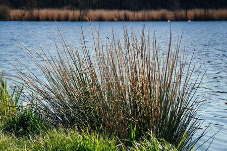 Perennials of Grass on the Bank of a Fish Pondの写真素材