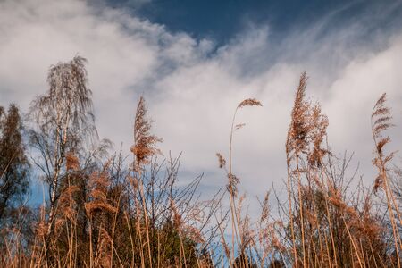 A peaceful Moment in the Forestの写真素材