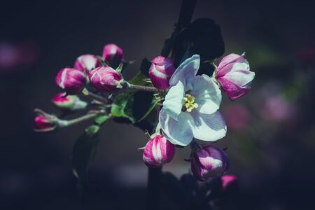 Close up of beautiful Apple Blossoms in Springの写真素材