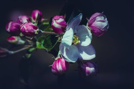 Close up of beautiful Apple Blossoms in Springの写真素材
