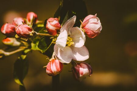Close up of beautiful Apple Blossoms in Springの写真素材