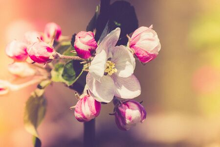 Close up of beautiful Apple Blossoms in Springの写真素材