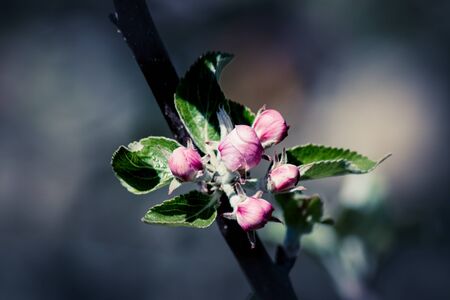 Close up of beautiful Apple Blossoms in Springの写真素材