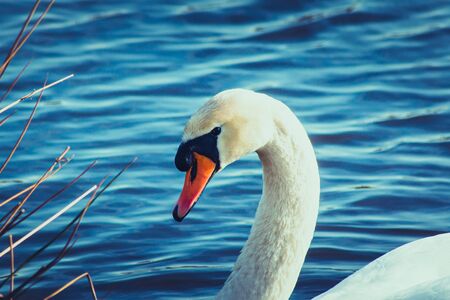 Portrait of a white Swanの写真素材