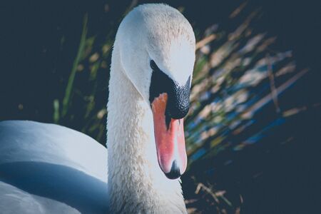 Portrait of a white Swanの写真素材