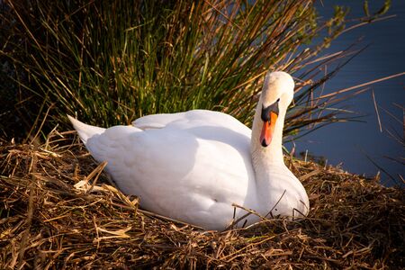 White Swan in the Nestの写真素材