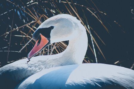 Portrait of a white Swanの写真素材
