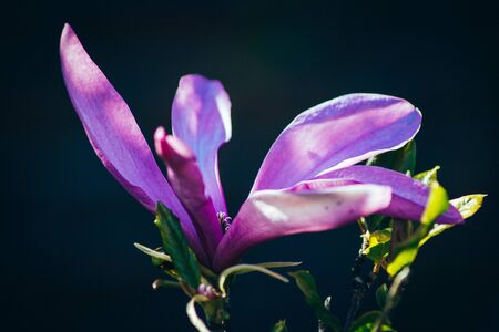 A beautiful Magnolia Blossom in Springの写真素材