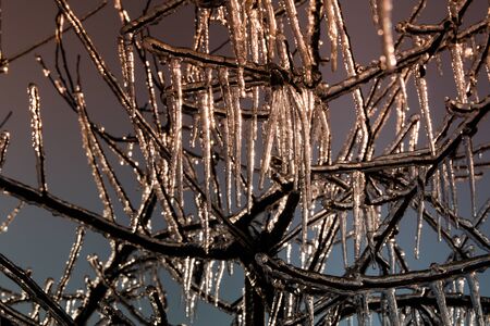 Frozen Branches of an Apple Treeの写真素材