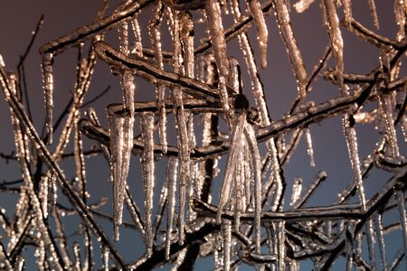 Frozen Branches of an Apple Treeの写真素材