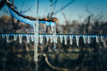 Apple Blossoms protected from Iceの写真素材