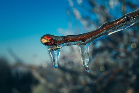 Apple Blossoms protected from Iceの写真素材
