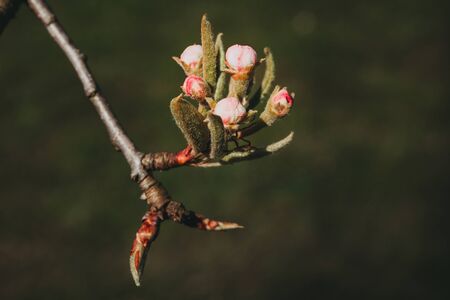 Blossoms of a Pear Tree in Springの写真素材