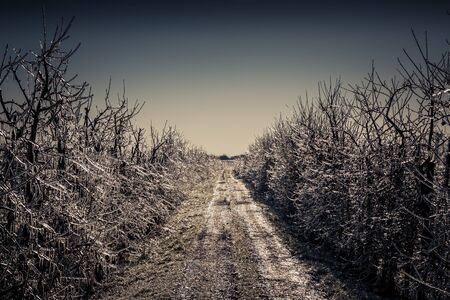 Apple Trees covered with Ice at Dawnの写真素材