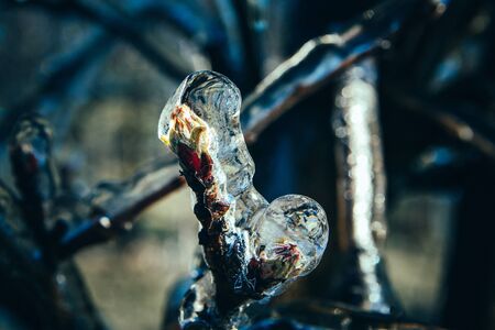 Apple Blossoms protected from Iceの写真素材