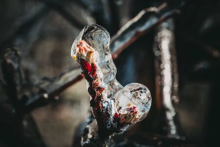 Apple Blossoms protected from Iceの写真素材