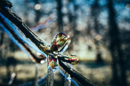 Apple Blossoms protected from Ice