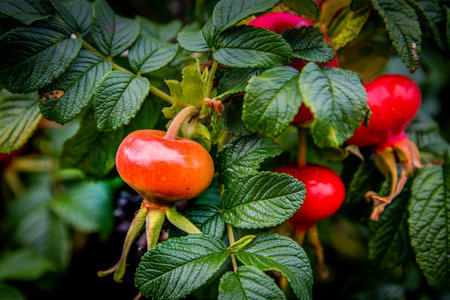 Rosehips of a wild Dog Rose