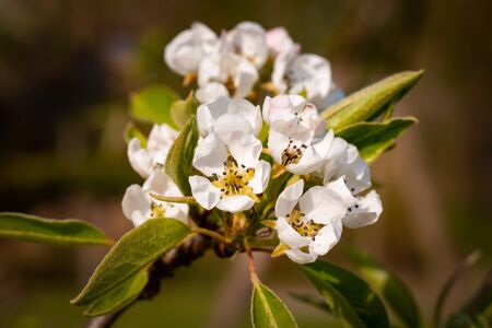 Blossoms of a Pear Tree in Springの写真素材