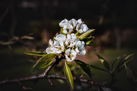 Blossoms of a Pear Tree in Springの写真素材