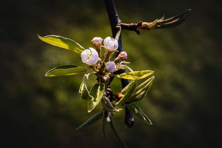 Blossoms of a Pear Tree in Springの写真素材