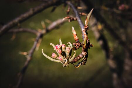 Blossoms of a Pear Tree in Springの写真素材
