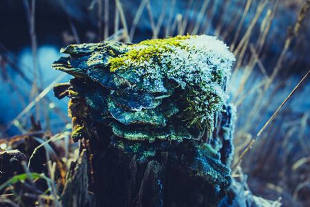 Ice Crystals on a wooden Pole which is  overgrown with green Mossの写真素材